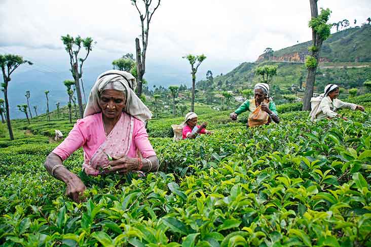 Tea Plantation