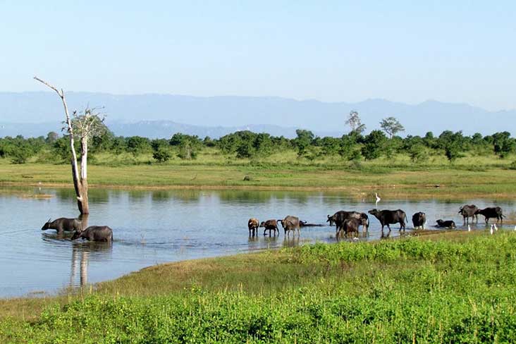 Udawlawa national park