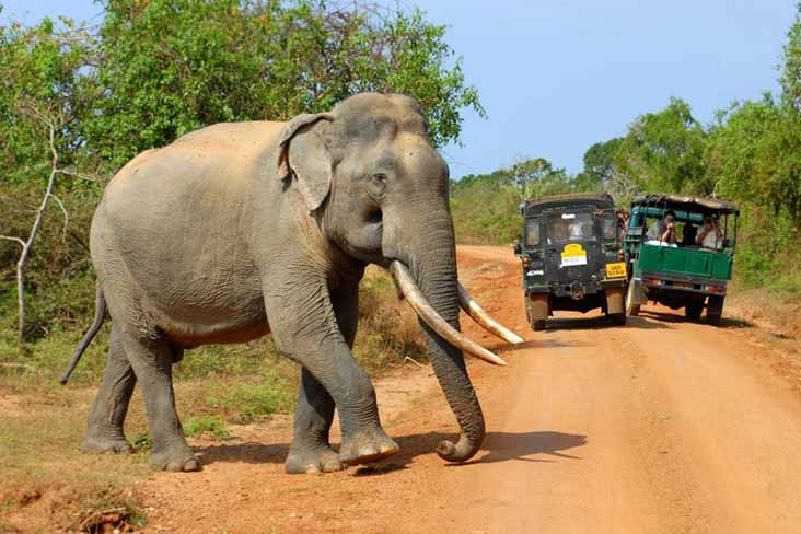 Elephant in Yala