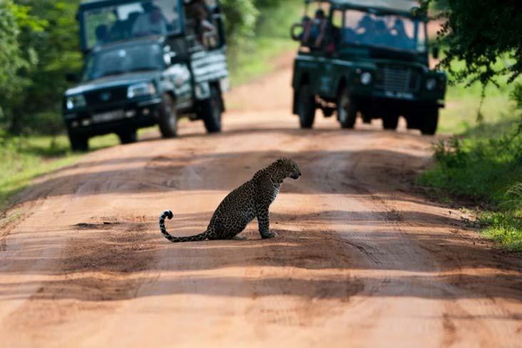 Leopard in yala