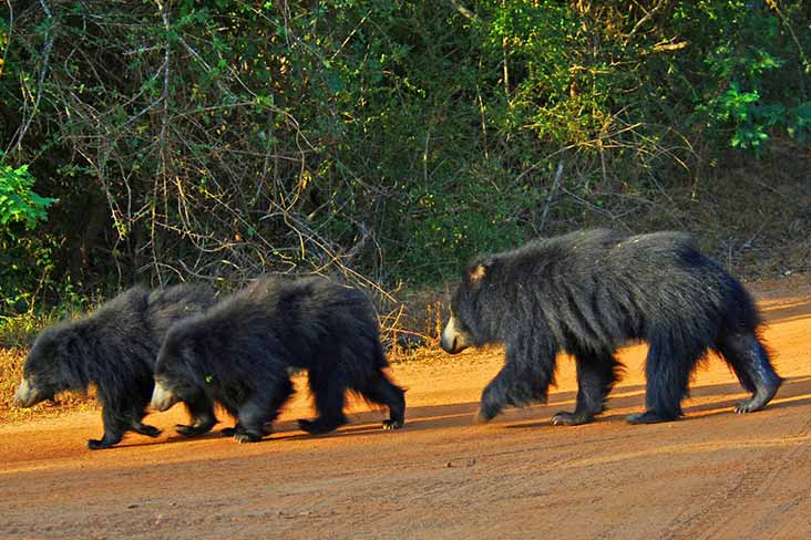 Sloth bear in yala