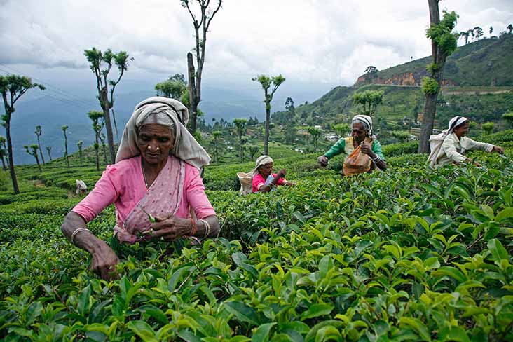 Tea Plantation and Tea Factory