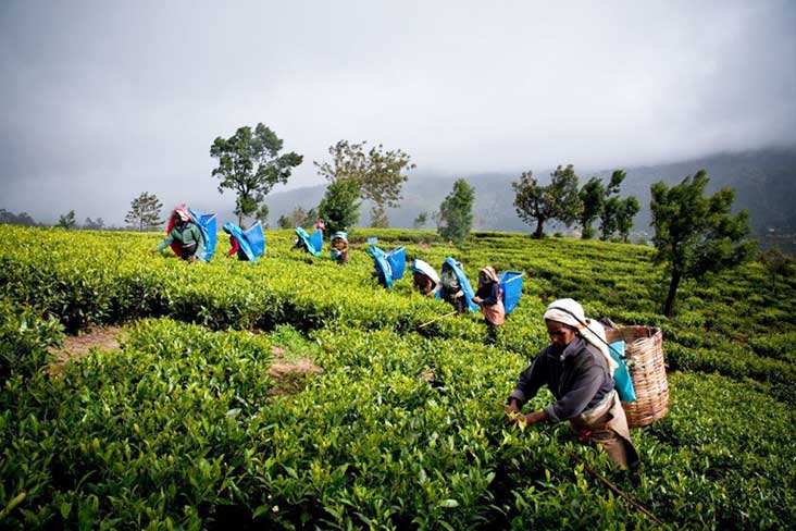 Tea Plantation and Tea Factory