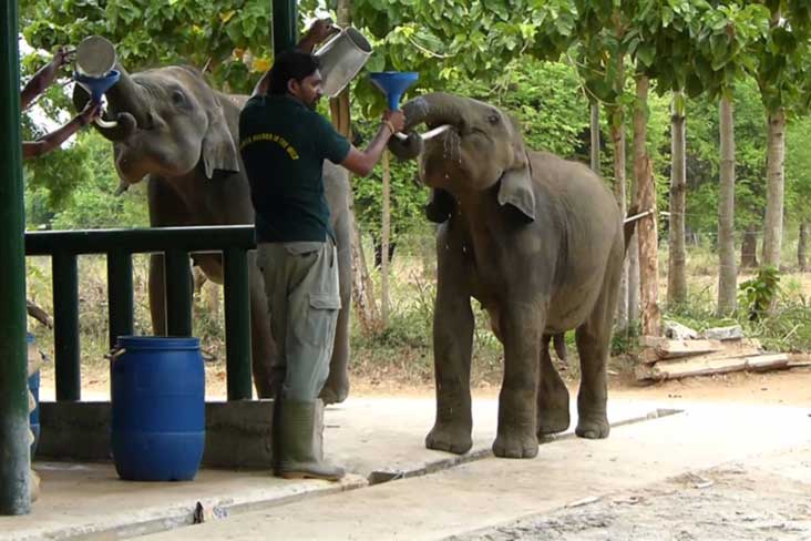 Udawalawe Elephant Sanctuary