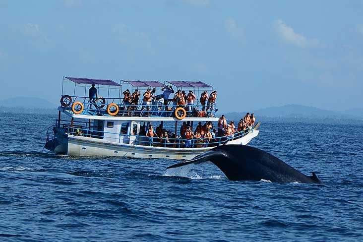 Whales watching trincomalee