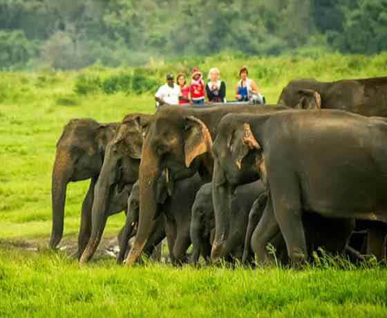 Jeep Safari Minneriya